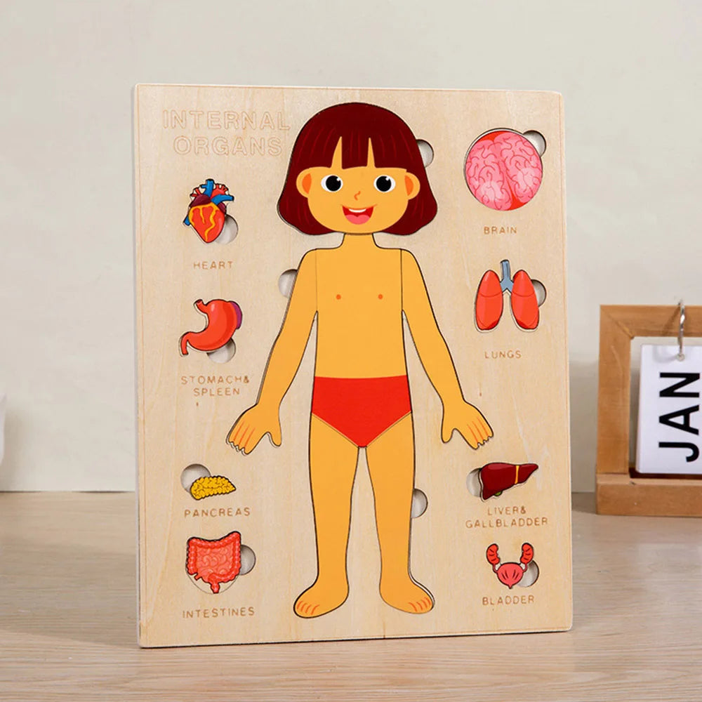 Tablero del Cuerpo Humano – Aprendizaje Visual y Conciencia Corporal