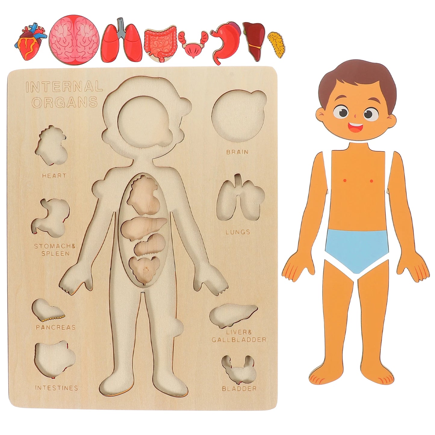Tablero del Cuerpo Humano – Aprendizaje Visual y Conciencia Corporal