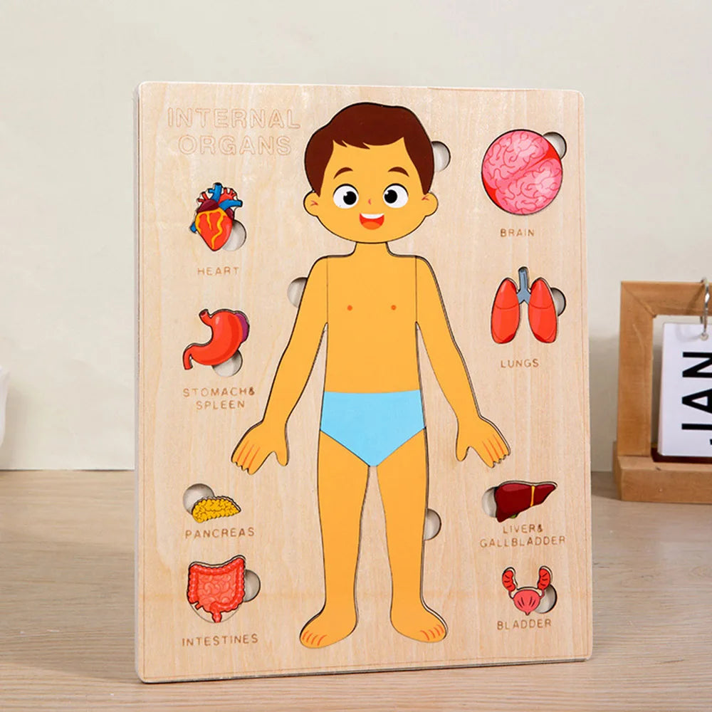 Tablero del Cuerpo Humano – Aprendizaje Visual y Conciencia Corporal