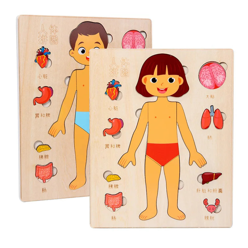 Tablero del Cuerpo Humano – Aprendizaje Visual y Conciencia Corporal