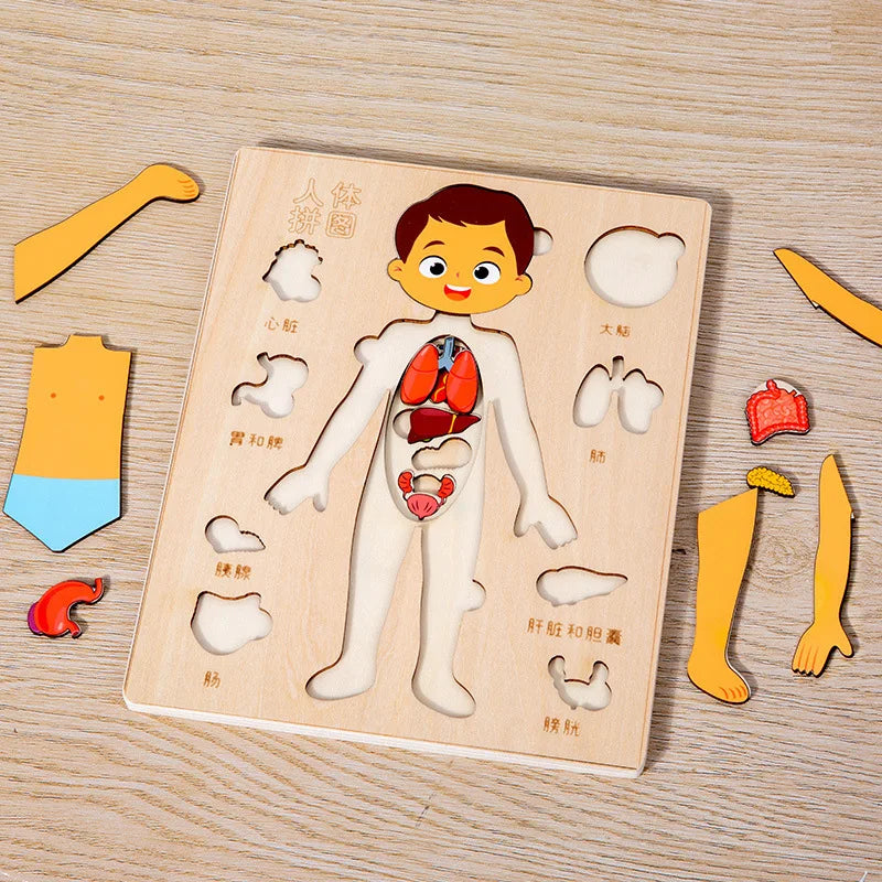 Tablero del Cuerpo Humano – Aprendizaje Visual y Conciencia Corporal