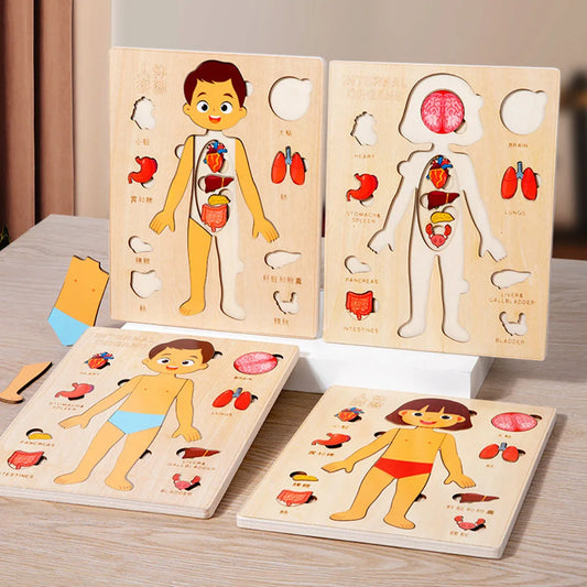 Tablero del Cuerpo Humano – Aprendizaje Visual y Conciencia Corporal